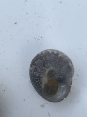 Agathistoma fasciatum