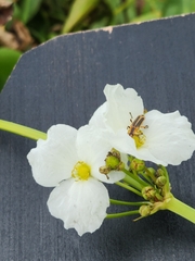 Echinodorus cordifolius