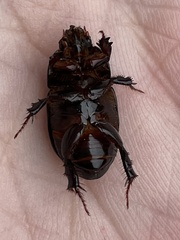 Heteronychus arator