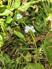 Echinodorus cordifolius