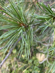Pinus cembra