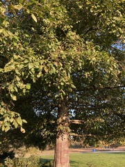 Fagus sylvatica