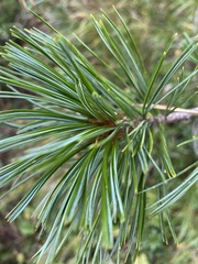 Pinus cembra