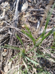 Poa secunda