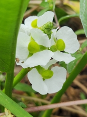 Sagittaria platyphylla