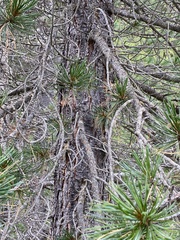 Pinus cembra