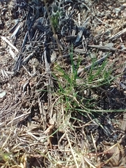 Poa secunda