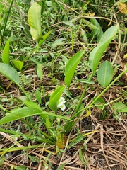 Sagittaria platyphylla