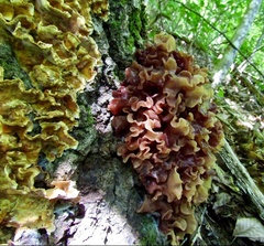 Phaeotremella frondosa