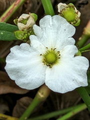 Echinodorus cordifolius