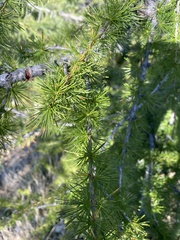 Larix