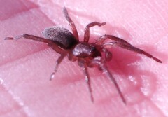 Haplodrassus bicornis