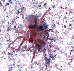 Haplodrassus bicornis