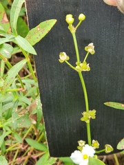 Echinodorus cordifolius