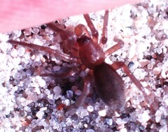 Haplodrassus bicornis