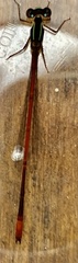 Argiocnemis rubescens