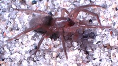 Haplodrassus bicornis