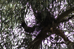 Strepera versicolor arguta