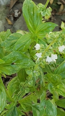 Ocimum basilicum