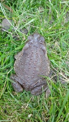 Rhinella arenarum