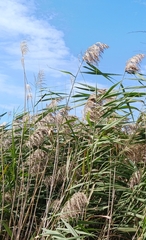 Phragmites