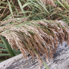 Phragmites
