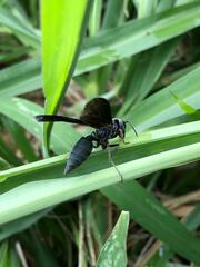 Synoeca septentrionalis
