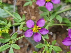 Fagonia chilensis