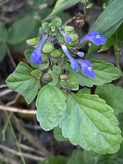 Scutellaria seleriana