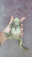 Rhinella arenarum