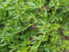 Fagonia chilensis