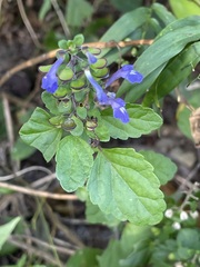 Scutellaria seleriana