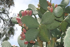 Opuntia streptacantha