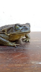 Rhinella arenarum