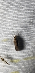 Polycentropodidae