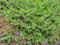 Fagonia chilensis