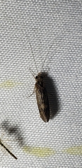 Polycentropodidae