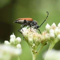 Brachyleptura