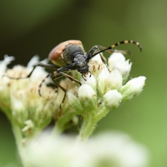 Brachyleptura