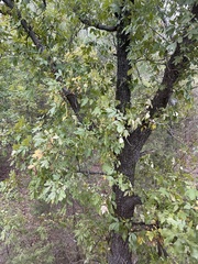 Carya texana