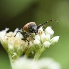 Brachyleptura