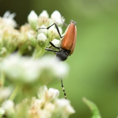 Brachyleptura