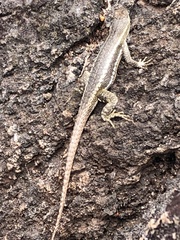 Microlophus bivittatus