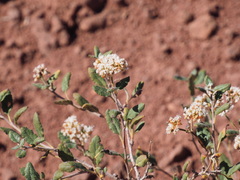 Eriogonum corymbosum
