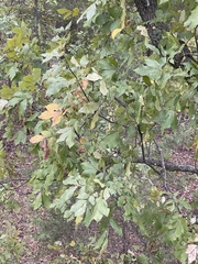 Carya texana