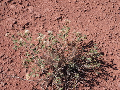 Eriogonum corymbosum