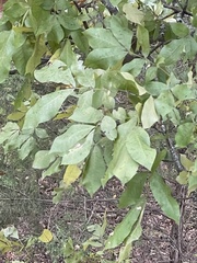 Carya texana