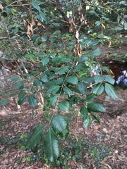 Backhousia myrtifolia