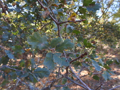 Quercus douglasii