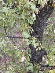 Carya texana